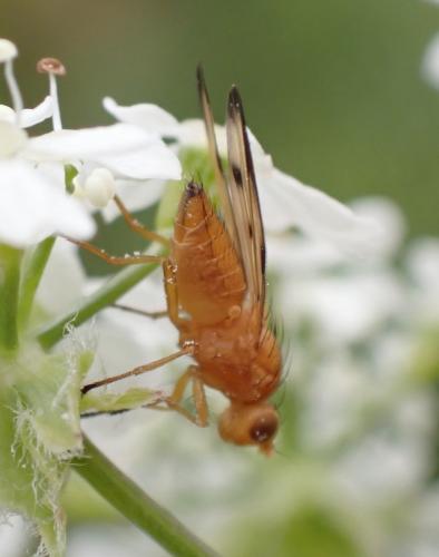 Toxoneura quinquemaculata